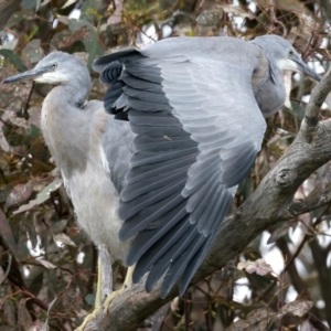 Egretta novaehollandiae at Pialligo, ACT - 17 Nov 2021