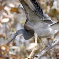 Egretta novaehollandiae at Pialligo, ACT - 17 Nov 2021