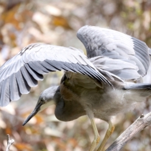 Egretta novaehollandiae at Pialligo, ACT - 17 Nov 2021