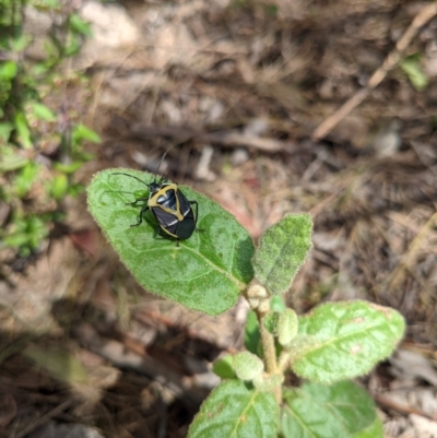 Commius elegans (Cherry Ballart Shield Bug) at Namadgi National Park - 17 Nov 2021 by WalterEgo