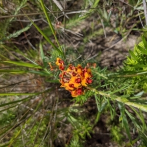 Dillwynia sp. at Tennent, ACT - 18 Nov 2021