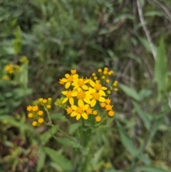 Senecio linearifolius var. latifolius at Tennent, ACT - 18 Nov 2021 by WalterEgo