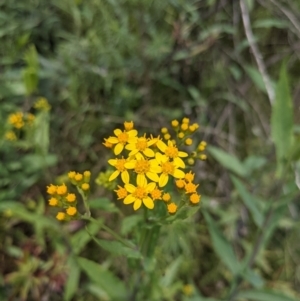 Senecio linearifolius var. latifolius at Tennent, ACT - 18 Nov 2021 11:05 AM