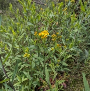 Senecio linearifolius var. latifolius at Tennent, ACT - 18 Nov 2021 11:05 AM