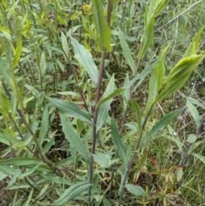 Senecio linearifolius var. latifolius at Tennent, ACT - 18 Nov 2021 11:05 AM