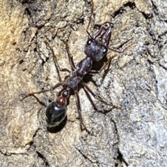 Myrmecia pyriformis (A Bull ant) at Jerrabomberra, NSW - 18 Nov 2021 by SteveBorkowskis