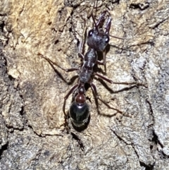 Myrmecia pyriformis at Jerrabomberra, NSW - 18 Nov 2021 09:45 PM