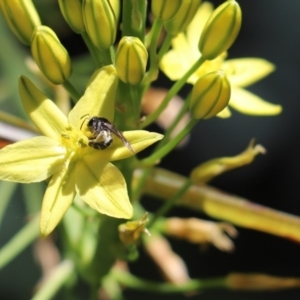 Lasioglossum (Chilalictus) sp. (genus & subgenus) at Cook, ACT - 17 Nov 2021