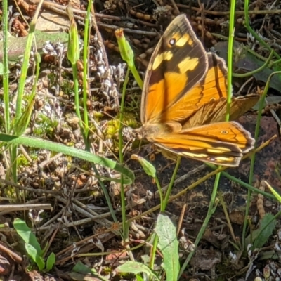 Heteronympha merope (Common Brown Butterfly) at Mount Majura - 17 Nov 2021 by sbittinger
