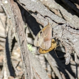 Heteronympha merope at Watson, ACT - 18 Nov 2021