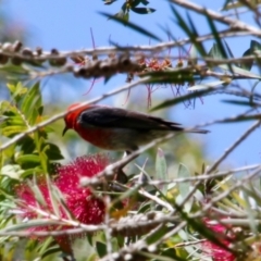 Myzomela sanguinolenta (Scarlet Honeyeater) at Moruya, NSW - 18 Nov 2021 by LisaH