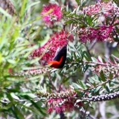 Myzomela sanguinolenta at Moruya, NSW - suppressed