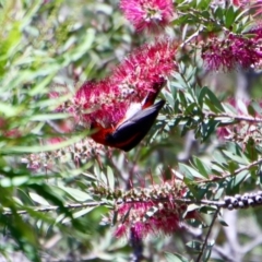 Myzomela sanguinolenta at Moruya, NSW - suppressed