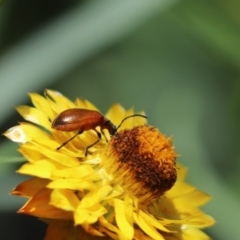 Lagriini sp. (tribe) (Unidentified lagriine darkling beetle) at Cook, ACT - 16 Nov 2021 by Tammy