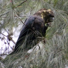 Calyptorhynchus lathami lathami (Glossy Black-Cockatoo) at Moruya, NSW - 18 Nov 2021 by LisaH