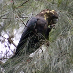 Calyptorhynchus lathami lathami at Moruya, NSW - suppressed