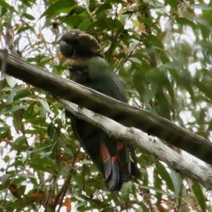 Calyptorhynchus lathami lathami at Moruya, NSW - suppressed