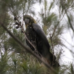 Calyptorhynchus lathami lathami at Moruya, NSW - suppressed