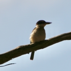 Todiramphus sanctus (Sacred Kingfisher) at Broulee Moruya Nature Observation Area - 17 Nov 2021 by LisaH