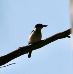 Todiramphus sanctus at Moruya, NSW - 17 Nov 2021