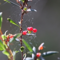 Leucopogon affinis (Lance Beard-heath) at Moruya, NSW - 17 Nov 2021 by LisaH