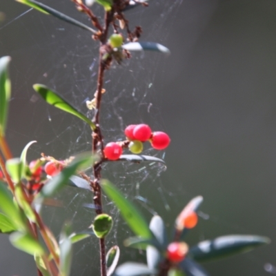 Leucopogon affinis (Lance Beard-heath) at Broulee Moruya Nature Observation Area - 17 Nov 2021 by LisaH