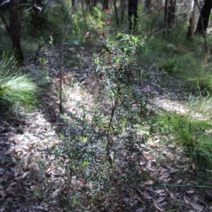 Leucopogon affinis at Moruya, NSW - 17 Nov 2021