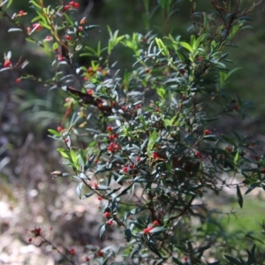 Leucopogon affinis at Moruya, NSW - 17 Nov 2021