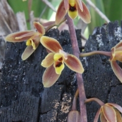 Cymbidium suave (Snake Orchid) at Broulee Moruya Nature Observation Area - 17 Nov 2021 by LisaH