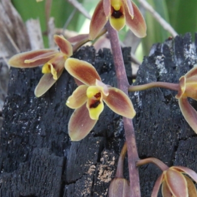 Cymbidium suave (Snake Orchid) at Broulee Moruya Nature Observation Area - 17 Nov 2021 by LisaH