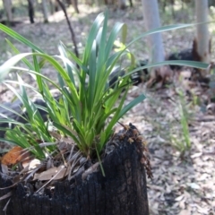 Cymbidium suave at Moruya, NSW - 17 Nov 2021