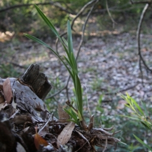 Cymbidium suave at Moruya, NSW - 17 Nov 2021