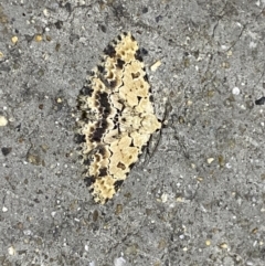 Sandava scitisignata (A noctuid moth) at Pialligo, ACT - 18 Nov 2021 by Ozflyfisher
