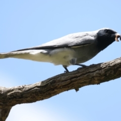 Coracina novaehollandiae (Black-faced Cuckooshrike) at Mount Ainslie - 17 Nov 2021 by jb2602