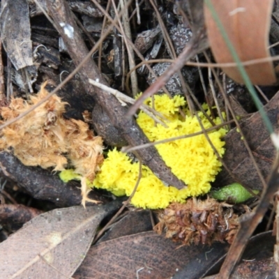 Myxomycete-plasmodium(class) (A slime mould) at Moruya, NSW - 18 Nov 2021 by LisaH