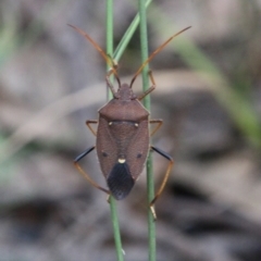 Poecilometis parilis (Two-dots Gum Tree Shield Bug) by LisaH