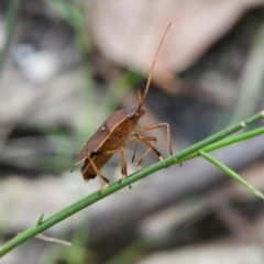 Poecilometis parilis at Moruya, NSW - suppressed