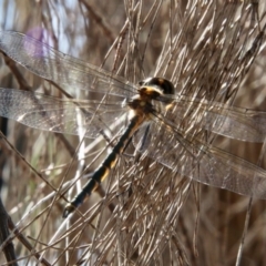Unidentified Dragonfly & Damselfly (Odonata) at Moruya, NSW - 17 Nov 2021 by LisaH