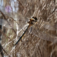 Hemicordulia tau (Tau Emerald) at Broulee Moruya Nature Observation Area - 17 Nov 2021 by LisaH