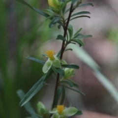 Hibbertia linearis (Showy Guinea Flower) at Broulee Moruya Nature Observation Area - 17 Nov 2021 by LisaH