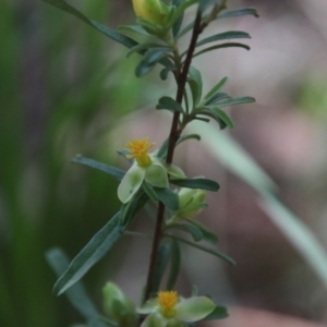 Hibbertia linearis at Moruya, NSW - 17 Nov 2021