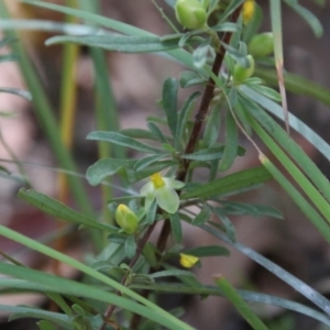 Hibbertia linearis at Moruya, NSW - suppressed