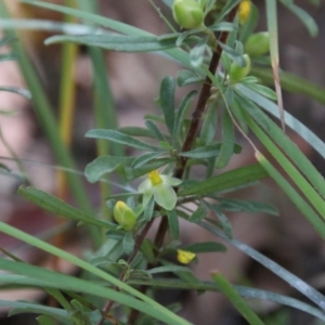 Hibbertia linearis at Moruya, NSW - 17 Nov 2021