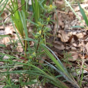 Hibbertia linearis at Moruya, NSW - suppressed