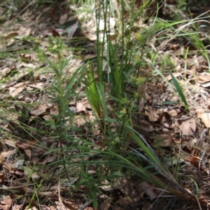 Hibbertia linearis at Moruya, NSW - suppressed