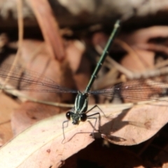 Unidentified Dragonfly & Damselfly (Odonata) at Moruya, NSW - 17 Nov 2021 by LisaH