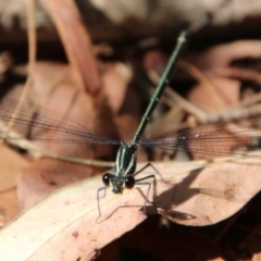 Austroargiolestes icteromelas (Common Flatwing) at Moruya, NSW - 17 Nov 2021 by LisaH