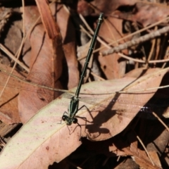 Austroargiolestes icteromelas at Moruya, NSW - suppressed