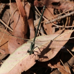 Austroargiolestes icteromelas at Moruya, NSW - suppressed