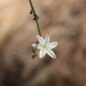 Caesia parviflora var. parviflora at Moruya, NSW - 17 Nov 2021